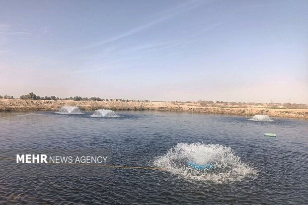 اجرای ۱۰۰ طرح آبزی‌پروری در سیستان و بلوچستان؛ اختصاص ۳ میلیارد ریالی به ۴۰ طرح در فاز اول