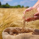 خرید گندم از کشاورزان آذربایجان شرقی از مرز ۲۰۷ هزار تن گذشت